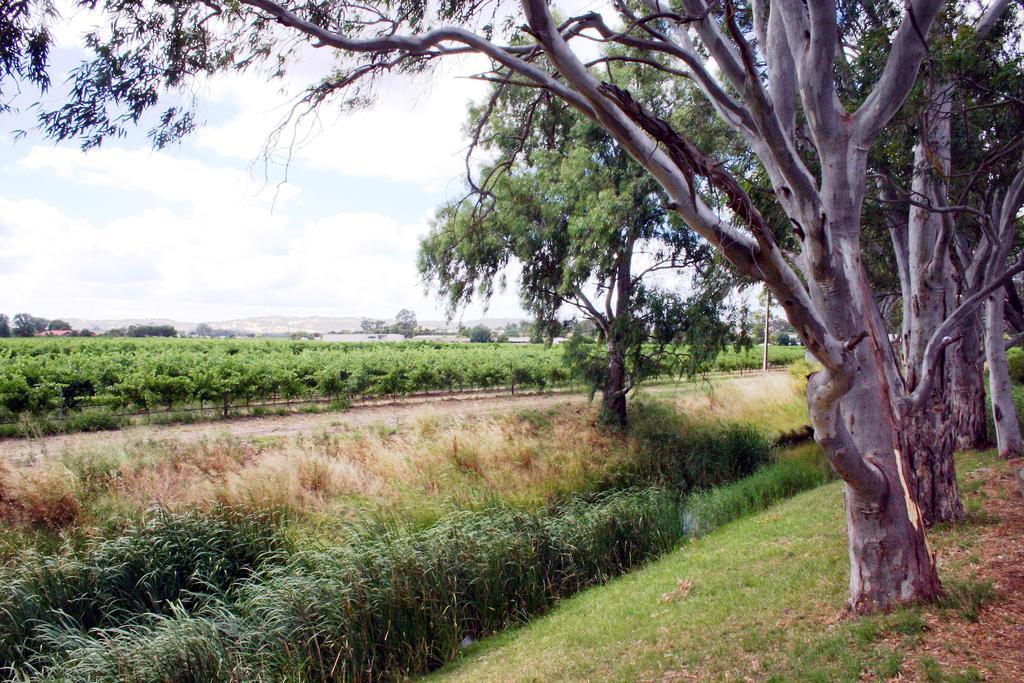 Vine Inn Barossa Nuriootpa Dış mekan fotoğraf